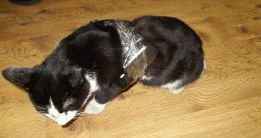 Полезные котики