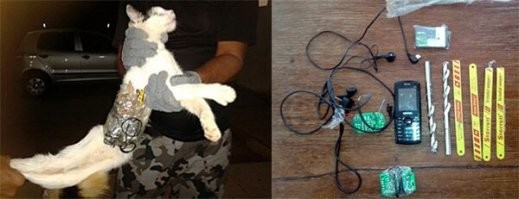 Полезные котики