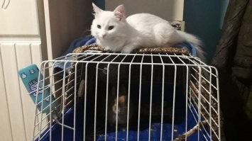 А у меня два .