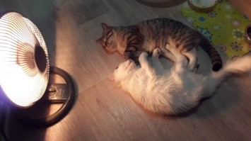 А у меня два .