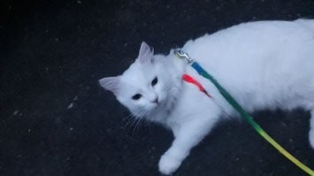 А у меня два .