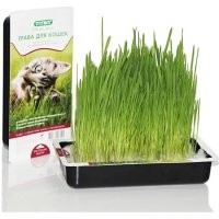 Купите ему травку в лотке. В зоомагазине продаётся