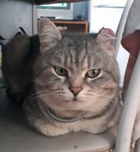 Мой бродяга, ухо отморозил.