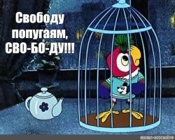 В Индии попугай стал свидетелем убийства и молчать не стал