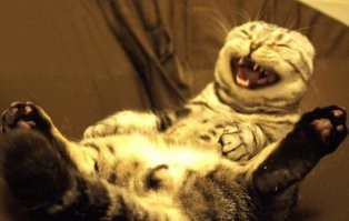 ... При виде машины кошка заметалась по подоконнику, закричала.
 Обидно. да? Ну кто так пишет? Надо было написать: Кошка заорала во всю глотку и мигом остановила автомобиль.
 ... Доктор оценила ситуацию мигом и подсаженная крепким водителем...