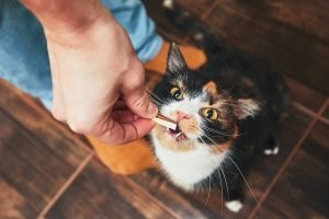 Но больше всего подойдёт: Ну если хочешь, на тебе кусочек. Дал маленький кусочек на пробу, понюхала, отвернулась и типа про себя сказала: Да еште сами это дерьмо.