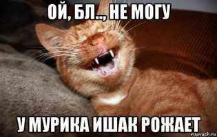... При виде машины кошка заметалась по подоконнику, закричала.
 Обидно. да? Ну кто так пишет? Надо было написать: Кошка заорала во всю глотку и мигом остановила автомобиль.
 ... Доктор оценила ситуацию мигом и подсаженная крепким водителем...