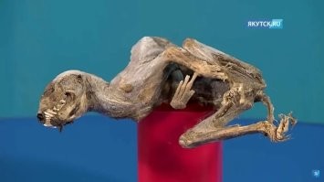 Похож?Мне кажется голова крупновата для соболя.
