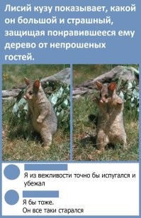 Как в случае с лисьим кузу, я бы из вежливости перестал смеяться над санкциями. Они же все таки стараются.