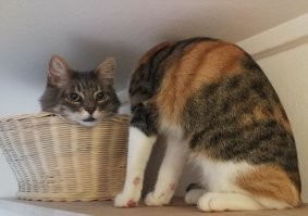30 уморительных котов, чьё поведение вызывает много вопросов