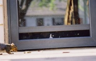 30 уморительных котов, чьё поведение вызывает много вопросов