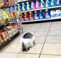 30 уморительных котов, чьё поведение вызывает много вопросов