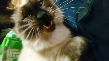 Как не были? Утром прабабушка стиранные чистые мне надевала, к ночи все в хлам черные! И на стиральной доске стирала мои портки с щелоком. Чтобы белье было чистое льняные! А на речке и в поле разве можно за портками уследить? Лягушек, рыбу, ящериц, мышей ловили! Рогатки и луки были, а интернета не было! Вернулся вот назад в деревню. 15 соток земли, помидорки свои, кот и собака. Кот, кстати, злее Эльзы, алабая.