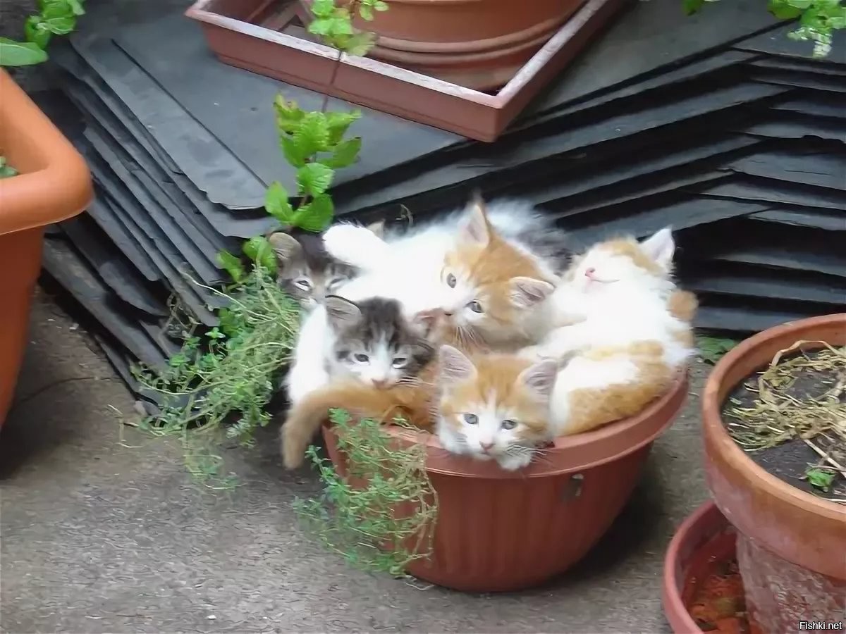 Коты в горшках с рассадой