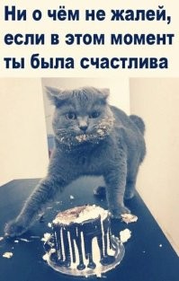 Сделал пакость – тушке радость: проказы хвостатых озорников