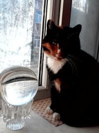 Кстати на счёт хрустального шара. У меня стоял на подоконнике на хрустальной подставке. В комнату пришла наша кошка и улеглась за шаром. Когда, утром выглянуло солнышко, я почувствовал странный запах. Окно было открыто, лето. Я подумал с улицы потянуло, но когда от кошки пошёл натуральный дым... Благо она ещё ничего не почуяла,(длиношерстная). На фото: Кошка Муся, но не та которая "подгорела", это новая а задыминась Кася (Кассиопея), которая прожила у нас почти 20 лет и скончалась.