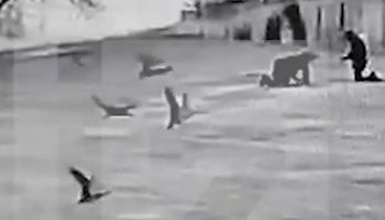 Уток гонять низзя!