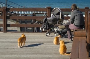 Абсолютно точно! У нас городские котовичи на пирс к рыбакам даже не заглядывают. Рыбаки от щедрот сами носили, но игнор полнейший был. А котов у нас в городе дох..... Много, короче.))