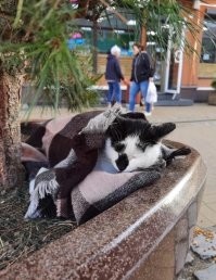 Абсолютно точно! У нас городские котовичи на пирс к рыбакам даже не заглядывают. Рыбаки от щедрот сами носили, но игнор полнейший был. А котов у нас в городе дох..... Много, короче.))