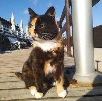 Абсолютно точно! У нас городские котовичи на пирс к рыбакам даже не заглядывают. Рыбаки от щедрот сами носили, но игнор полнейший был. А котов у нас в городе дох..... Много, короче.))