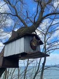 Абсолютно точно! У нас городские котовичи на пирс к рыбакам даже не заглядывают. Рыбаки от щедрот сами носили, но игнор полнейший был. А котов у нас в городе дох..... Много, короче.))