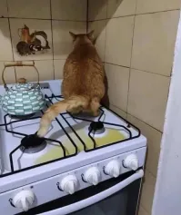 У меня кот так же сделал,только на электрическую конфорку .