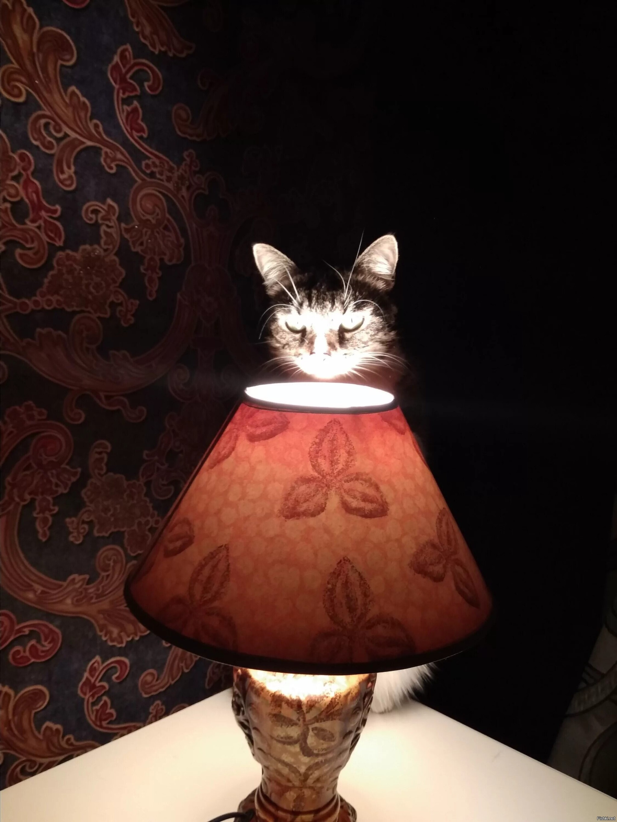 Ламповые истории кот