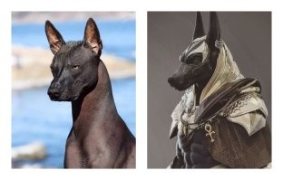 Это просто вымершая порода собаки тесем.  Загадок в них столько же, сколько в жуках-скорабеях.