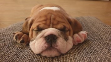 Когти разного цвета, пффф))
У моего собакена лапы и когти разного цвета)