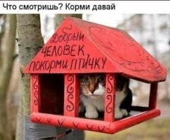30 уморительных котов, чьё поведение вызывает много вопросов