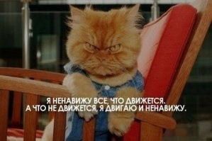 30 уморительных котов, чьё поведение вызывает много вопросов