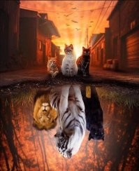 Котики все разные. И внутри, т снаружи)
