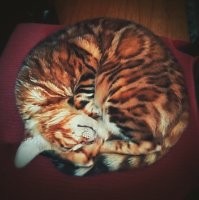 Сима ака бублик