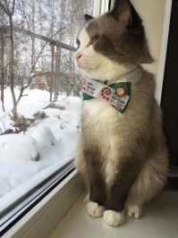 Спи спокойно котейка...всех кошечек перемял наверно в Тюмени.