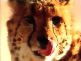 волосы - пища ?
.
Вы просто не умеете их пережёвывать.