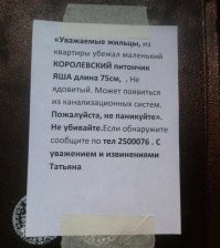 У меня как-то в общаге лучистый полоз сбегал. Тоже объявление вешал. Нашелся у девчонок в комнате.
