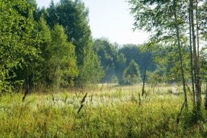 ну всё верно, к чёрту уродливое удобство, жить нудно в лесу!