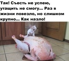 Забавная реакция котёнка на кусок мяса