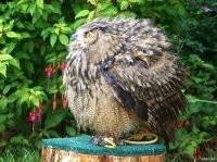 Изюм город вна Украине. Шлях - путь, дорога.
А тут уже сову на глобус натянули.