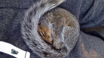 В живом виде было вот так.