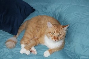 как вообще можно отказатся от кошки??? моего первого кота  я последний год его жизни каждый день возил в ветеринарку, пока он не умер у меня на руках (8 лет ему было) второго  кота пришлось отдат другим людям так родился сын и у него была аллергия на шерсть (но тут стоял выбор , сын или кот) потом спустя 7 лет после рождения сына аллергия  на шерсть не подтвердилась  подобрал с улицы другого кота.  сейчас коту  6 лет. и он главный любимчик семьи))))