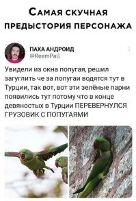 Ска, была в Стамбуле, сидим на лавочке подле Топкапы, вдруг слышу крик попугая. Голову вверх - в кроне деревьев промелькнула вот такая зелёная пернатая тварь. Озадачило сильно, ведь в Турции не должны водиться попугаи. Вот оно чё, оказывается.