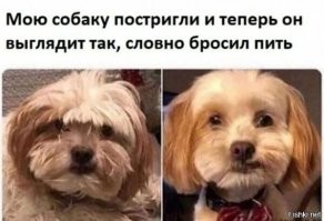 20 собак, которые изменились после стрижки до неузнаваемости