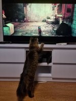 Моя прошлая кошка, интересовалась ТВ только когда там показывали других кошачьих, но заинтересованность была вялая, видимо она понимала что это не нестоящее происходит.

Кошка которая сейчас обычно игнорирует ТВ, изредка смотрит не вставая когда кошек показывают, видимо логика такая же, но вот когда я играл в Stray, это про приключения кота, вот тогда она не могла найти себе места, даже за ТВ ходила, проверяла где он там помещается.