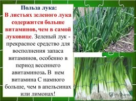 Замечательный лук.
