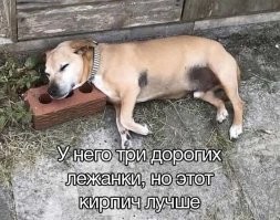 Где срубило, там и лежанка. Это не только собак касается