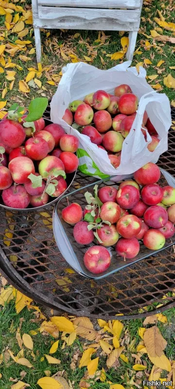 Серьёзно? Вы настоящий урожай яблок-то видели? Когда эти яблоки уже нах"й никому не нужны и либо гниют либо висят до морозов?