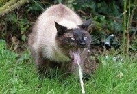 Женщина нашла любовницу для неверного мужа, которая точь-в-точь похожа на неё, чтобы спасти брак