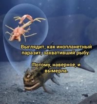 Учёные обнаружили древнейший мозг рыбы, которой 319 млн лет
