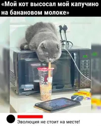 Хрен с ними, с котами, но когда бананы успели эволюционировать и начали давать молоко?